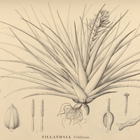 111. TILLANDSIA Pohliana.