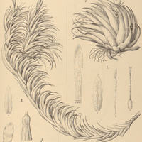 112. TILLANDSIA I. brachyphylla, II. Araujei.