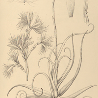 113. TILLANDSIA streptocarpa.
