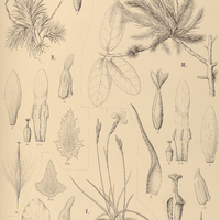 114. TILLANDSIA I. Mallemontii, II. loliacea, III. polytrichoides.