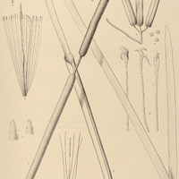 115. TYPHA Domingensis.