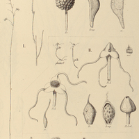 117. I. SCIAPHILA purpurea. TRIURIS II. hyalina, III. brevistilis.