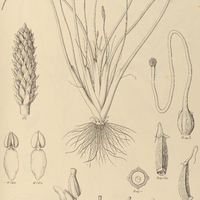 118. LILAEA subulata.