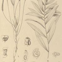 119. POTAMOGETON I. stenostachys, II. lucens.