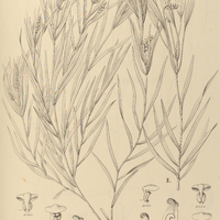 120. POTAMOGETON I. polygonus, II. sclerocarpus.