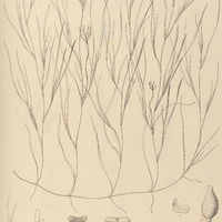 121. RUPPIA maritima var. minor.