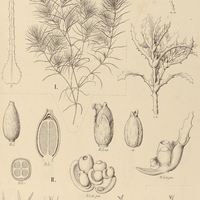 123. NAJAS I. conferta, II. major, III. podostemon.