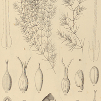 124. NAJAS I. Guadelupensis, II. graminea.