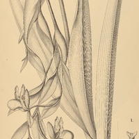 1. SELENIPEDIUM I. vittatum, II. Lindleyanum.