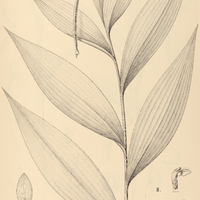 2. SELENIPEDIUM I. palmifolium, II. Isabelianum.