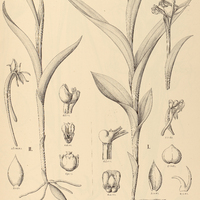 3. HABENARIA I. araneiflora, II. flexa var. Rodriguesiana.
