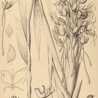 4. HABENARIA Gourlieana.