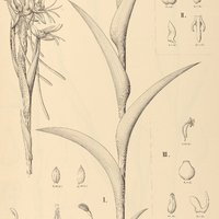 5. HABENARIA I. Sartor, II. hydrophila, III. retusa.