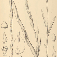 6. HABENARIA I. Redoiensis, II. Allemanii.