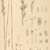 HABENARIA I. Schwackei, II. aphylla, III. Rodriguesii, IV. Josephensis, V. Paranaënsis.