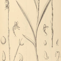 8. HABENARIA I. Reichenbachiana, II. secundiflora.
