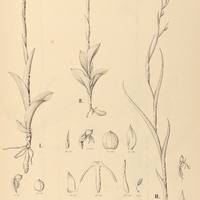 9. HABENARIA I. Guilleminii, II. brevidens, III. cultellifolia.