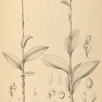 10. HABENARIA I. umbraticola, II. nemorosa.