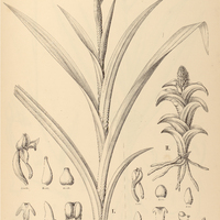 11. HABENARIA I. angulosa, II. pycnostachya.