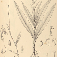 12. HABENARIA I. gnoma, II. leucosantha.