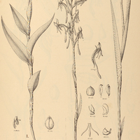 13. HABENARIA I. rupicola, II. Caldensis.