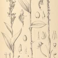 14. HABENARIA I. graciliscapa, II. hexaptera.