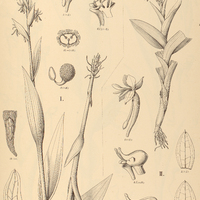15. HABENARIA I. Achalensis, II. Arechavaletae.