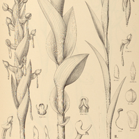 16. HABENARIA I. obtusa, II. ornithoides.