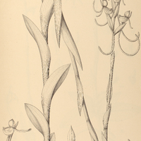 17. HABENARIA hamata.