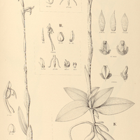 18. HABENARIA I. Regnellii, II. exaltata, III. Santensis. – IV. CHLORAEA Teixeirana.
