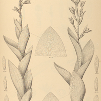 19. CHLORAEA I. biserialis, II. venosa.