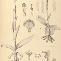 20. CHLORAEA I. membranacea, II. Arechavaletae.
