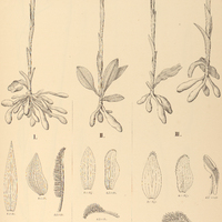 21. BIPINNULA I. biplumata, II. Giberti, III. polysyka.