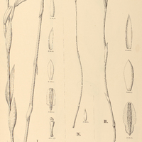 22. POGONIA I. pluriflora, II. quadricallosa, III. Paranaënsis, IV. aphylla.