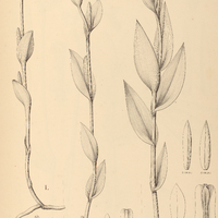 23. POGONIA I. Brasiliensis, II. Rodeiensis, III. latipetala.
