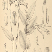 24. POGONIA I. revoluta, II. macrantha.