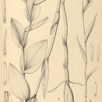 25. POGONIA I. vinosa, II. gracilis.