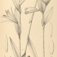 26. POGONIA I. metallina, II. monantha.