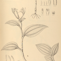 27. POGONIA I. pusilla, II. modesta. – III. POGONIOPSIS nidus-avis.