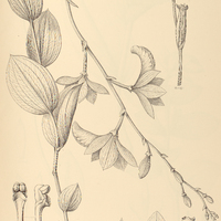 28. EPISTEPHIUM sclerophyllum.