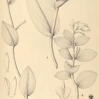 29. EPISTEPHIUM I. speciosum, II. Portellanum.
