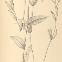 30. EPISTEPHIUM lucidum.