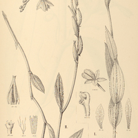 31. EPISTEPHIUM I. laxiflorum, II. parviflorum.