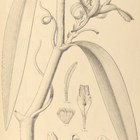 32. VANILLA Chamissonis.