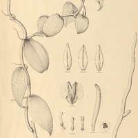 33. VANILLA parvifolia.