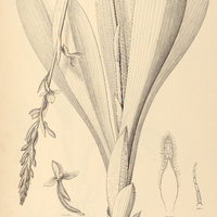 34. PELEXIA Glazioviana.