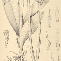 35. STENORRHYNCHUS Argentinus.