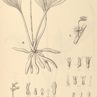 36. STENORRHYNCHUS I. ceracifolius, II. epiphytus,– III. SPIRANTHES chloroleuca var. longipetiolata.