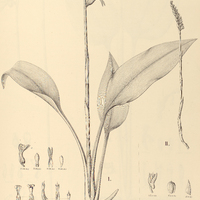 37. STENORRHYNCHUS I. hypnophilus, II. icmadophilus.