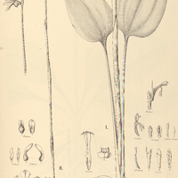 38. STENORRHYNCHUS I. macropodus, II. hysteranthus.